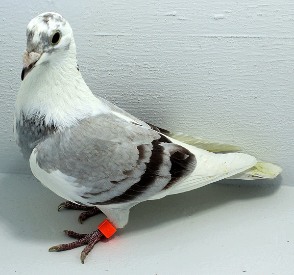 Band: AU 20105 AA 2025